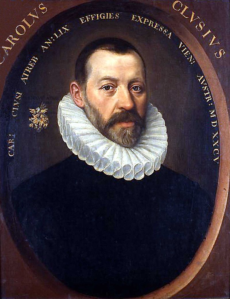 File:Charles de l'Ecluse, oil portrait made in Vienna.jpg
